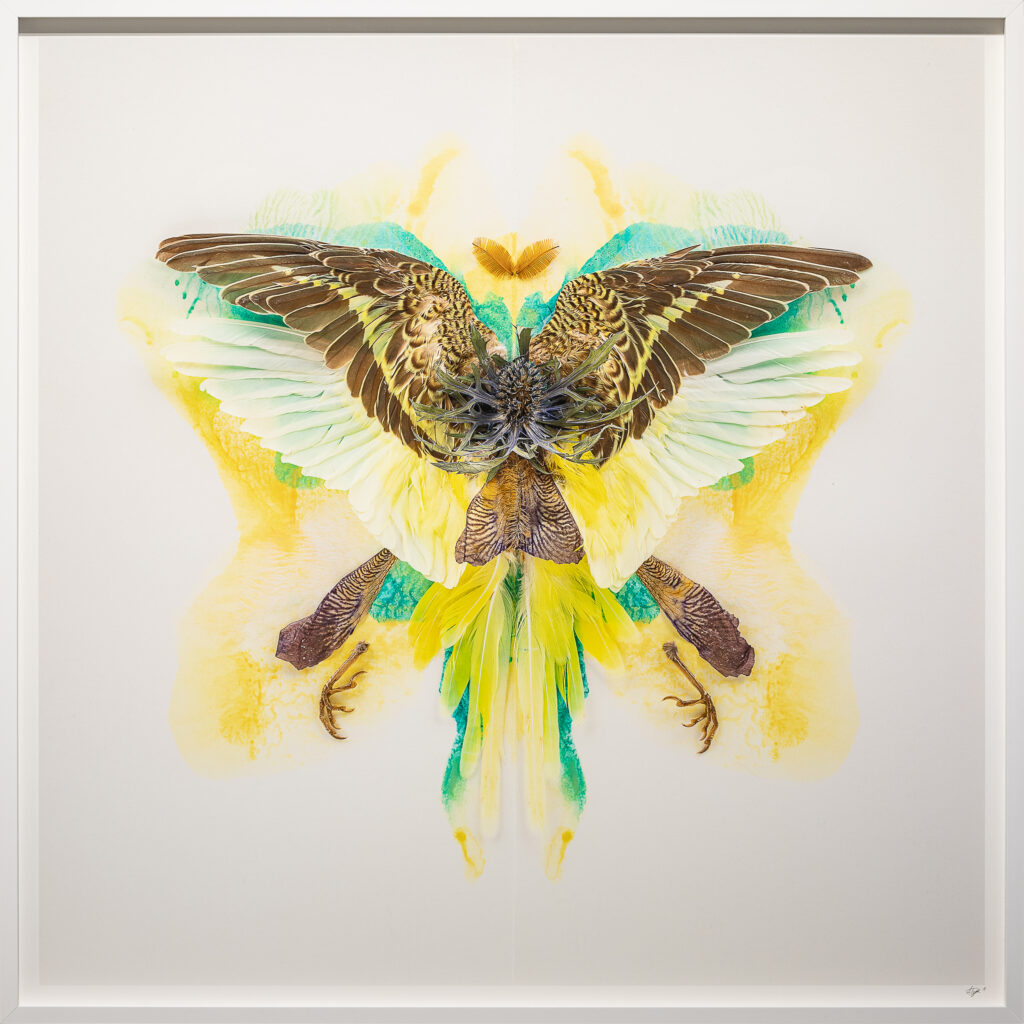 image of Alessandra Dzuba's - Untitled Wings
