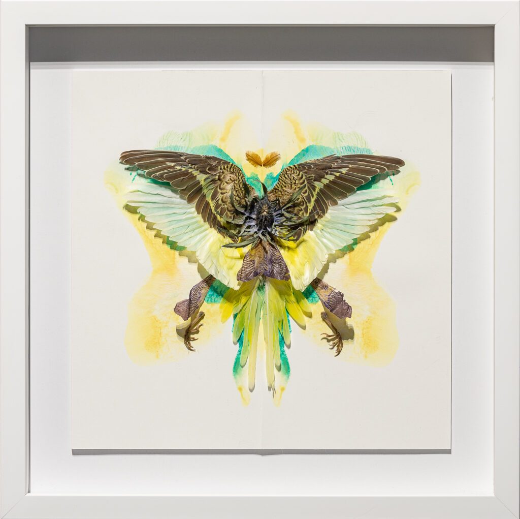 image of Alessandra Dzuba's - Untitled Wings Specimen