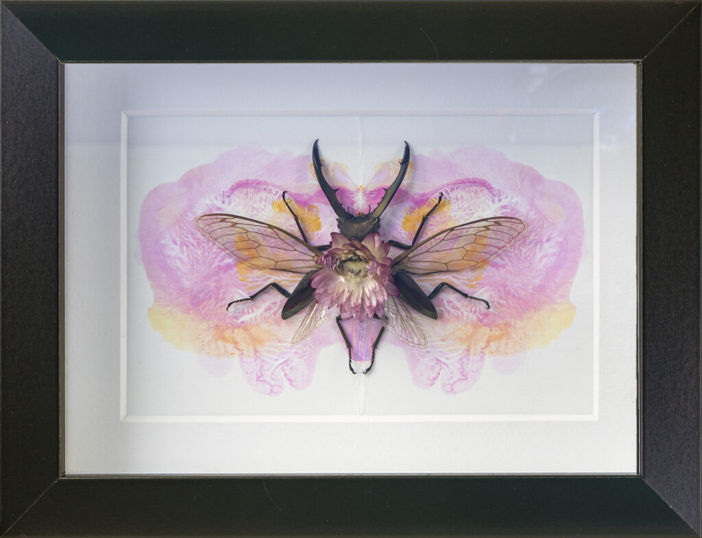 image of Alessandra Dzuba's - Fruit Fly